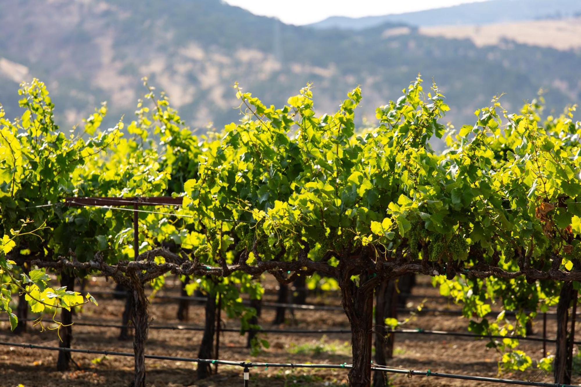 Homewood Suites By Hilton Fairfield-Napa Valley Area Cordelia Екстер'єр фото