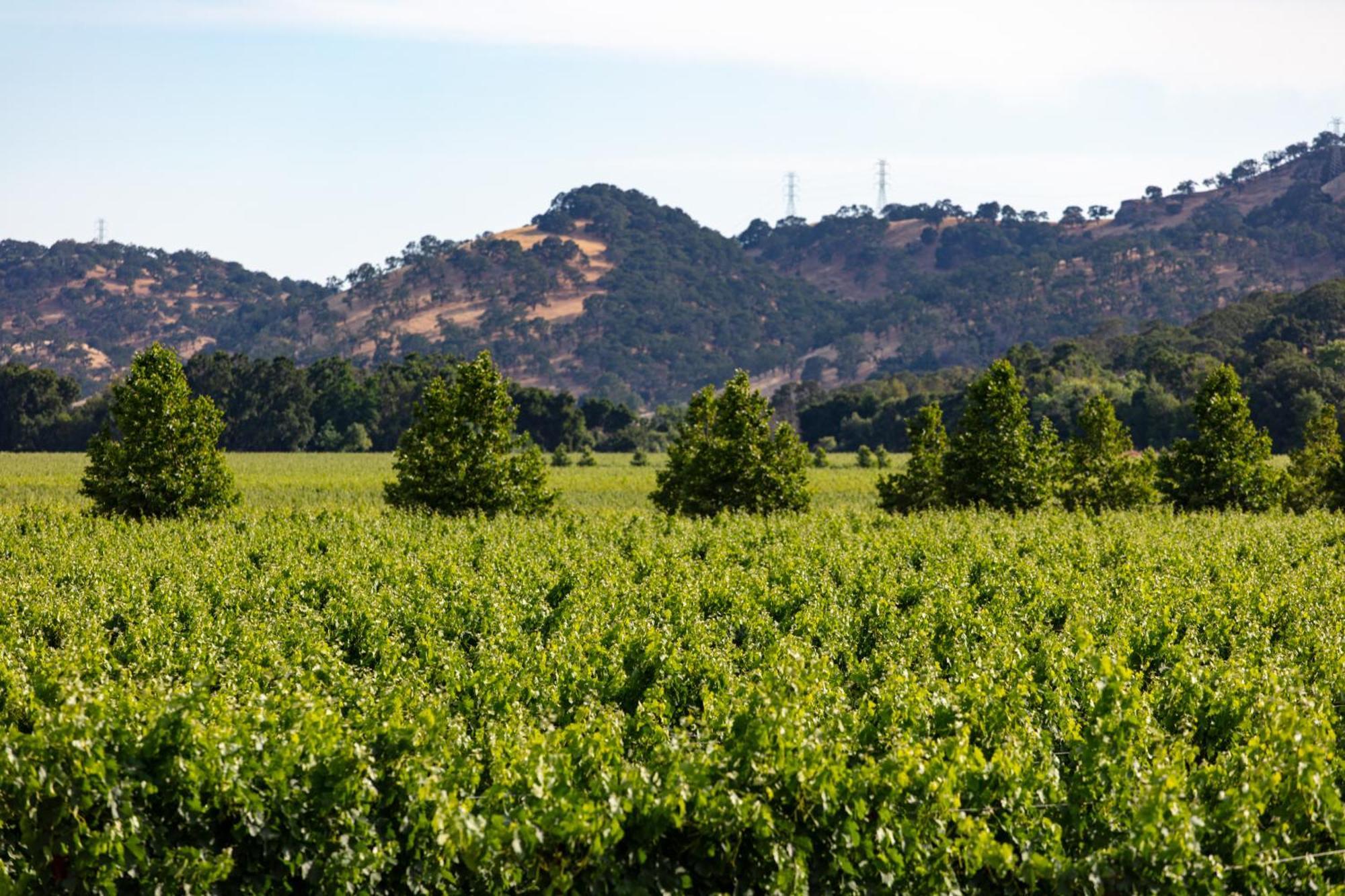 Homewood Suites By Hilton Fairfield-Napa Valley Area Cordelia Екстер'єр фото